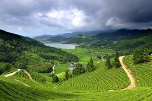 Чайная плантация в Корее