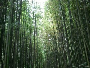 Тамьян бамбуковая роща