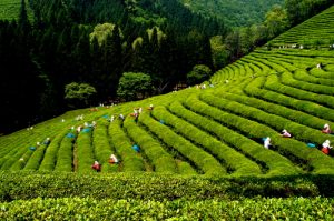 чайная плантация в Корее